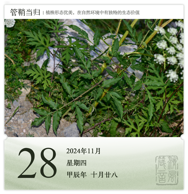 1730190266298617.png 箴历日历11-28.png