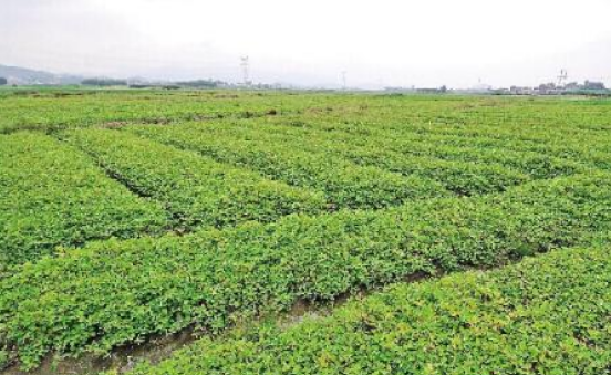 凯发k8将从十方面推进中医药健康凯发k8建设