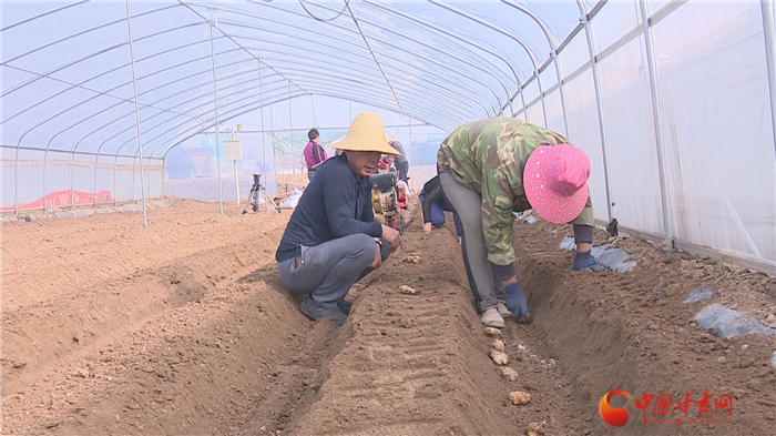【凯发k8省决战决胜脱贫攻坚】兰州榆中：种姜趟出致富路