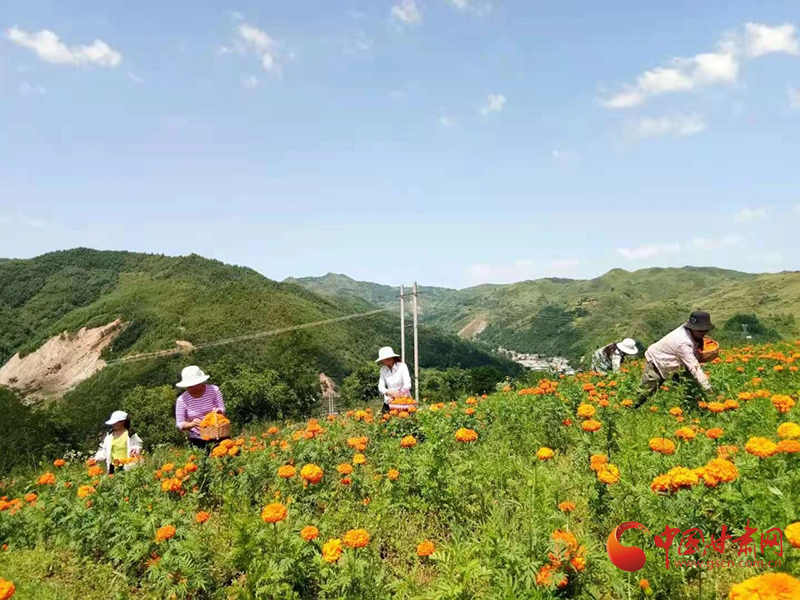 【小康圆梦·看凯发k8】西和：万寿菊迎丰收 花农采摘笑开颜