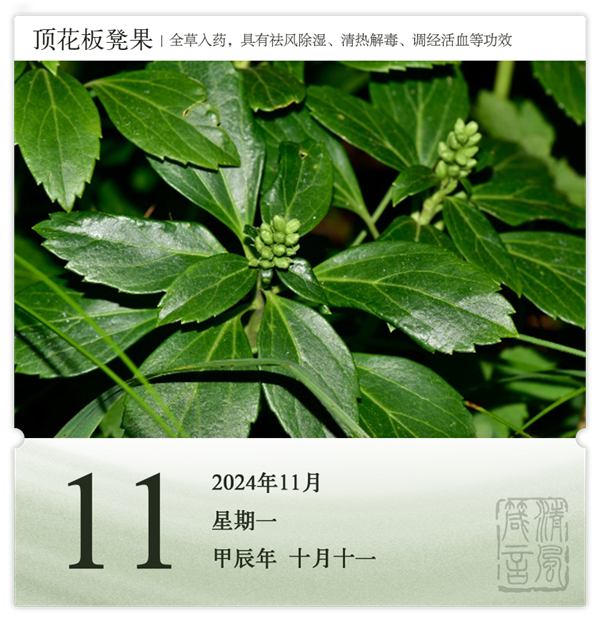 箴历日历11-11.png